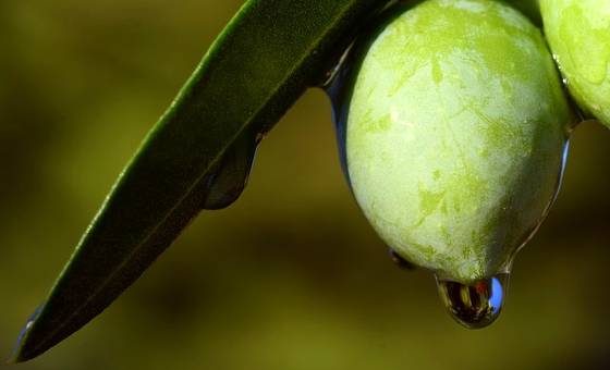 infuso di foglie di olivo proprietà