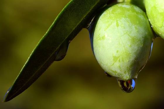 infuso di foglie di olivo proprietà