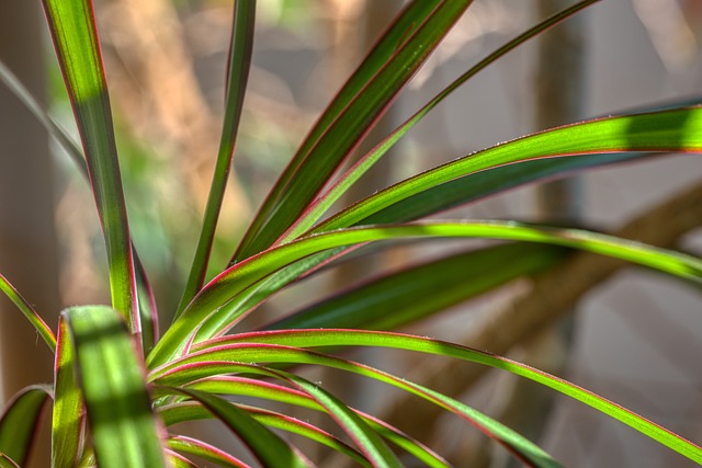 dracena pianta bagno