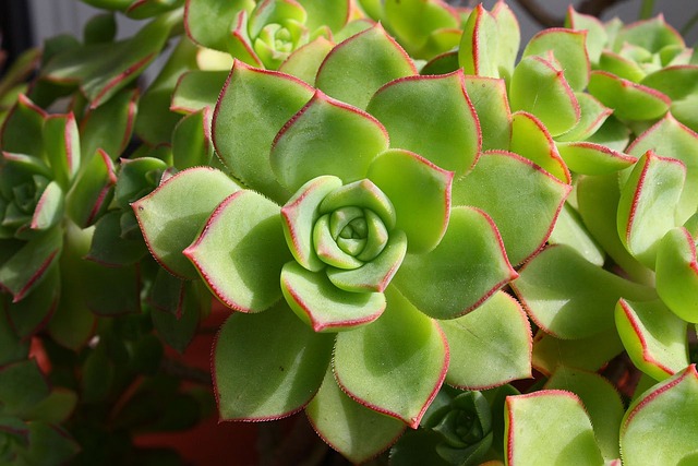 echeveria pianta bagno