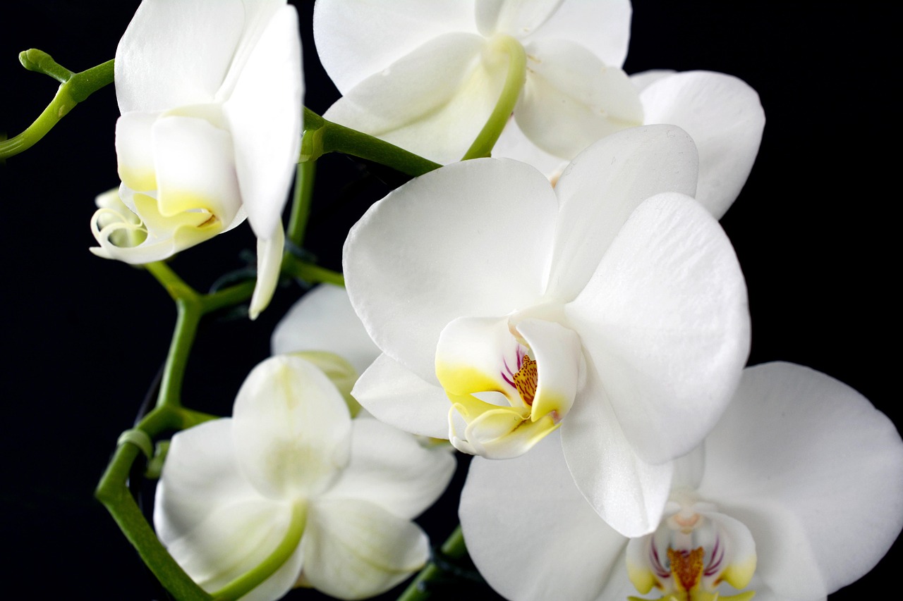 orchidea pianta bagno