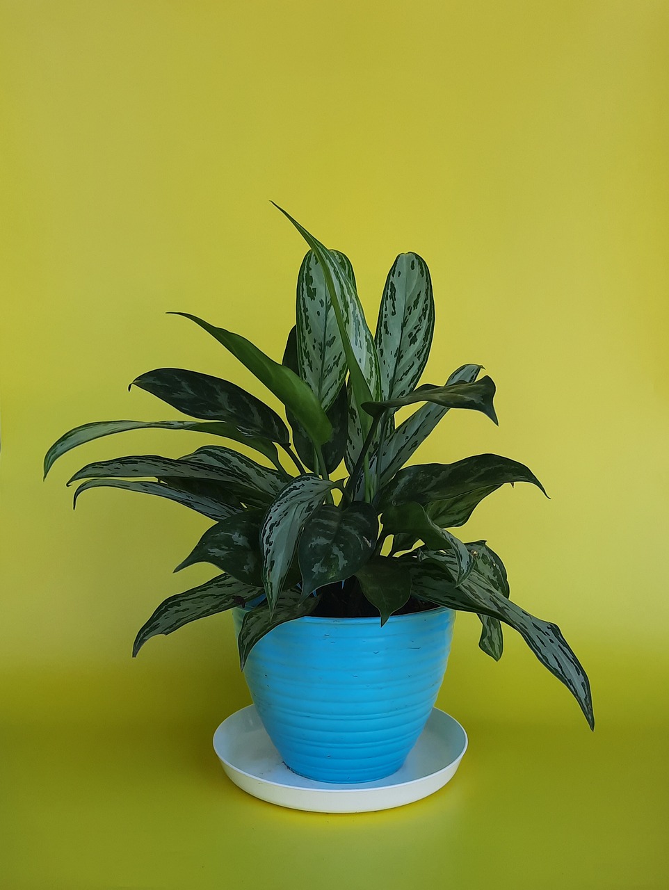 Aglaonema poca luce