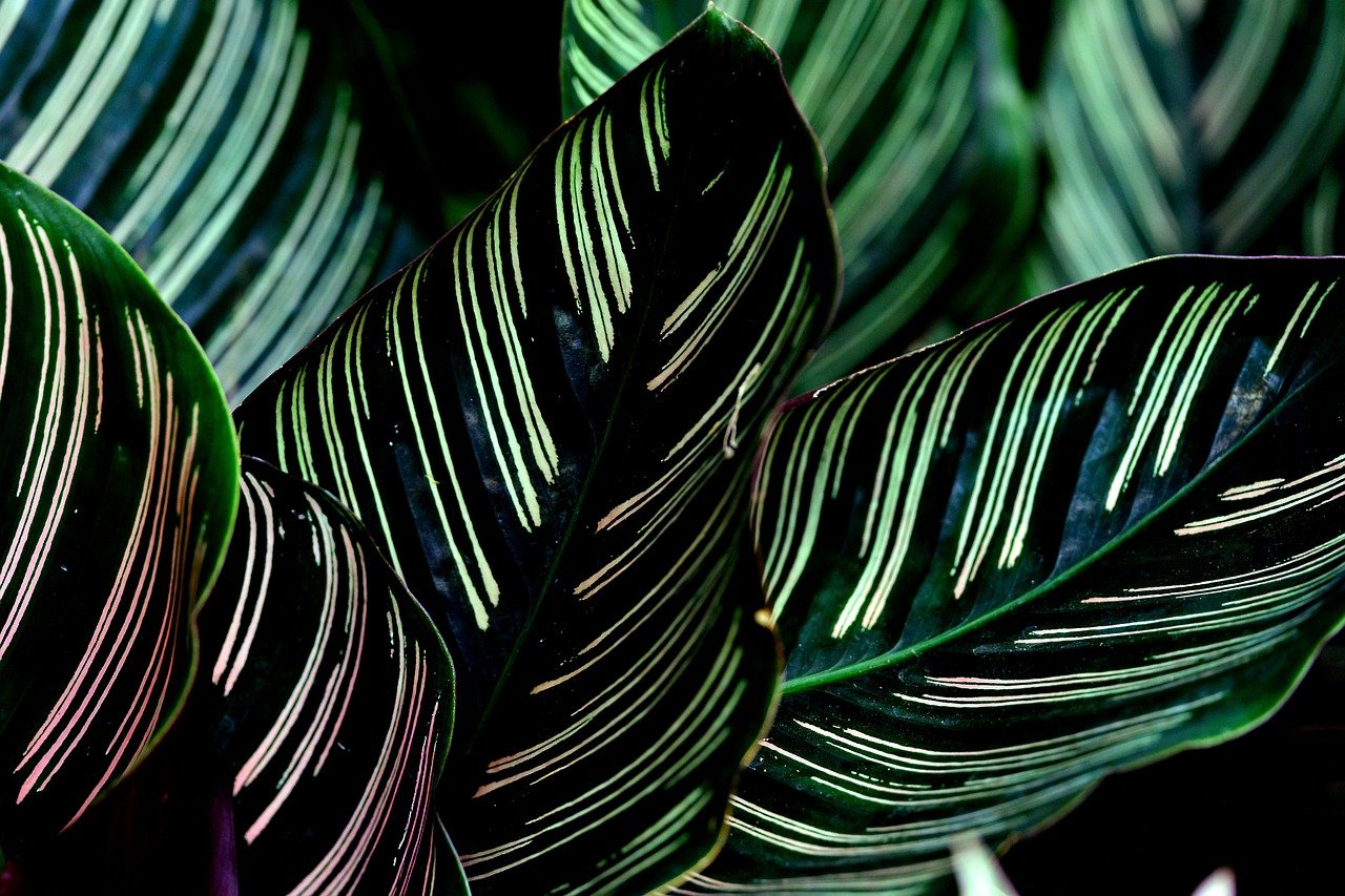 Calathea poca luce