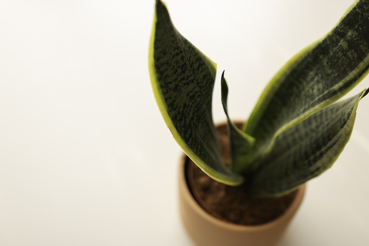 Sansevieria poca luce