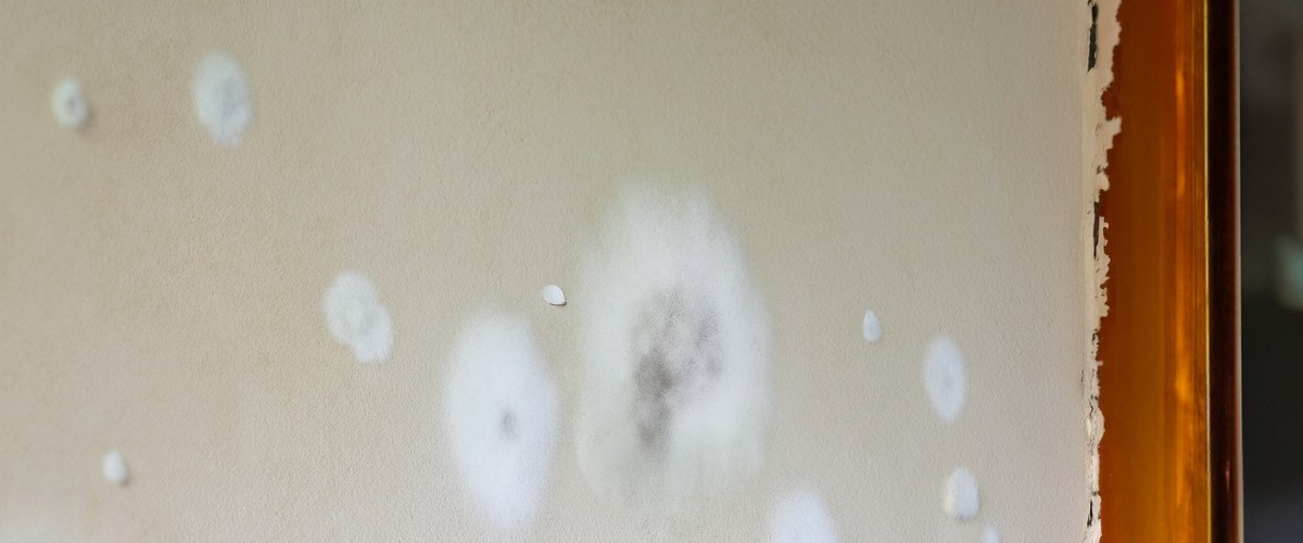 muffa bianca muro casa rimuovere