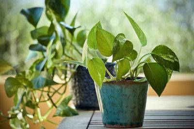 Pothos pianta casa