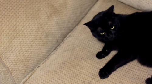 gatto graffia il divano rimedi