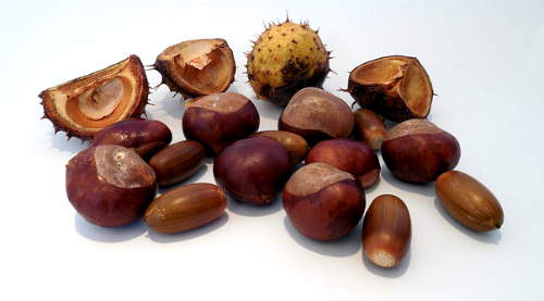 castagne albero