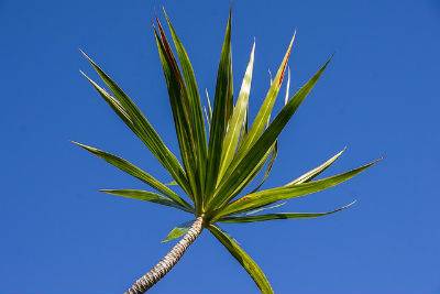 dracaena purifica aria