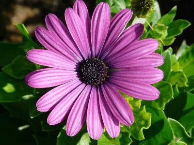 gerbera pianta casa